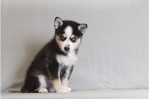 Otis - Pomsky for sale