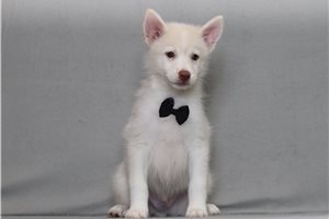 Ewan - Pomsky for sale