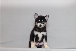 Owen - Pomsky for sale