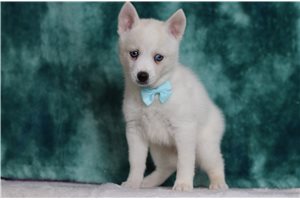 Brooks - Pomsky for sale