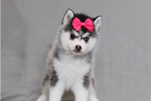 Winifred - Pomsky for sale