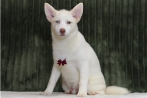 Evander - Pomsky for sale