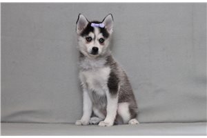 Caroline - Pomsky for sale