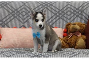 Overton - Pomsky for sale