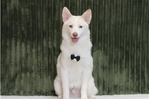 Ezekiel - Pomsky for sale