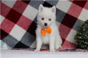 Georgie - Pomsky for sale