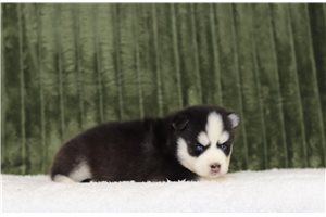 Felton - Pomsky for sale