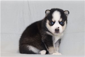 Otis - Pomsky for sale