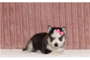 Sapphire - Pomsky for sale