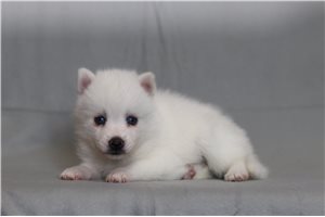 Raelyn - Pomsky for sale