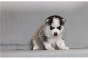 Walter - Pomsky for sale