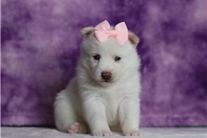 Misty - Pomsky for sale