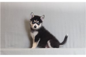 Quiz - Pomsky for sale