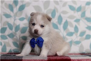 Garfield - Pomsky for sale