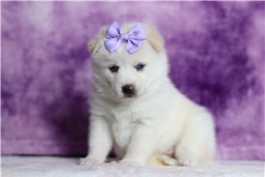 Millie - Pomsky for sale