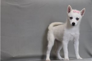 Rachel - Pomsky for sale