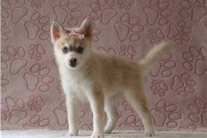 Aggy - Pomsky for sale