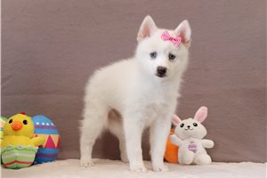 Misty - Pomsky for sale