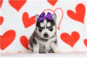 Kamila - Pomsky for sale