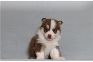 Eugene - Pomsky for sale