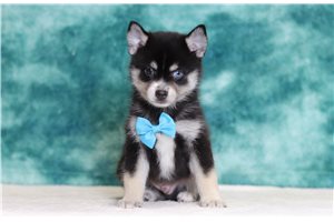 Owen - Pomsky for sale