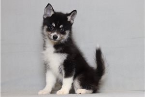 Oakley - Pomsky for sale