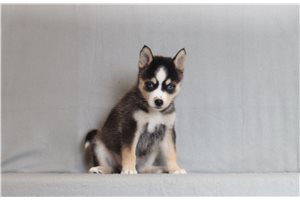 Opal - Pomsky for sale