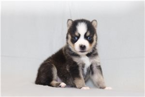 Opal - Pomsky for sale
