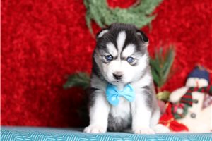 Ithacus - Pomsky for sale