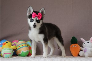 Kaia - Pomsky for sale