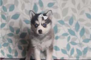 Luna - Pomsky for sale