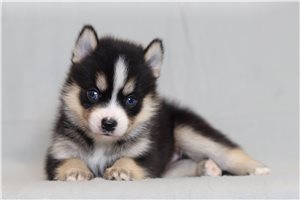 Quintus - Pomsky for sale