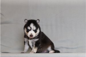 Yuna - Pomsky for sale