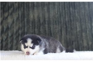 Felix - Pomsky for sale