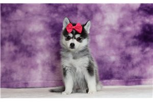 Olivia - Pomsky for sale