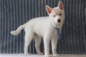 Everett - Pomsky for sale