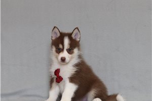 Eugene - Pomsky for sale