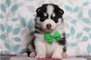 Forman - Pomsky for sale