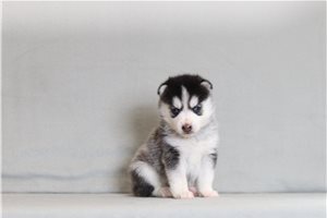 Yumi - Pomsky for sale