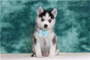 Oliver - Pomsky for sale