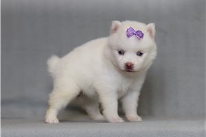 Agnes - Pomsky for sale