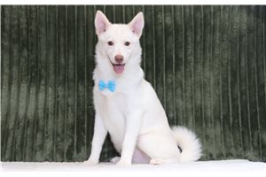 Ewan - Pomsky for sale