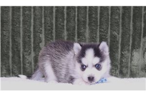 Scooter - Pomsky for sale