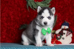 Ivan - Pomsky for sale