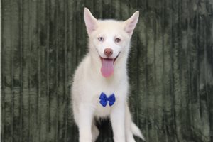 Evander - Pomsky for sale