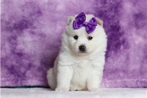Mona - Pomsky for sale
