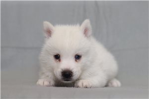 Raddix - Pomsky for sale