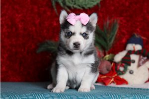 Iris - Pomsky for sale