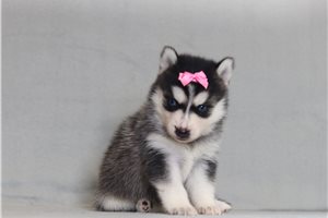 Adriana - Pomsky for sale