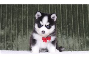 Felton - Pomsky for sale